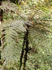 Cyathea cunninghamii
