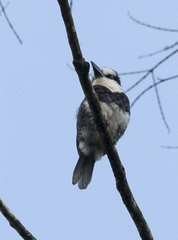 Notharchus hyperrhynchus