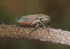 Cuerna striata
