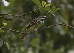 Myiodynastes luteiventris