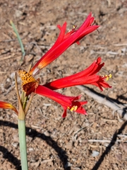 Zephyranthes tenuiflora