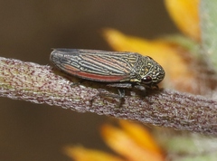 Cuerna striata