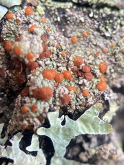 Ramboldia gowardiana