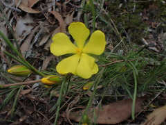 Hibbertia virgata