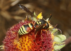 Megapterocheilus