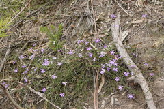 Scaevola ramosissima