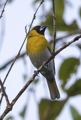 Caryothraustes poliogaster