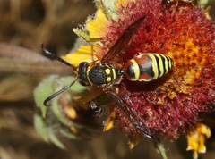 Megapterocheilus