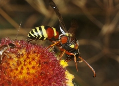 Megapterocheilus