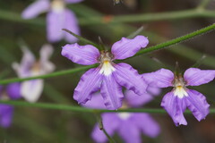 Scaevola ramosissima
