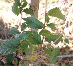 Ulmus minor