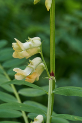Vicia balansae