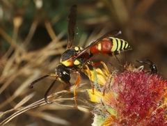 Megapterocheilus
