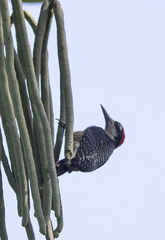 Melanerpes pucherani