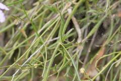 Scaevola ramosissima