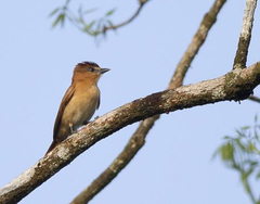 Pachyramphus cinnamomeus