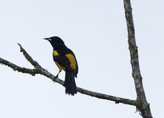 Icterus prosthemelas