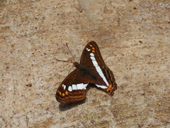Adelpha alala