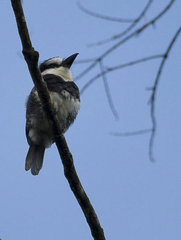 Notharchus hyperrhynchus