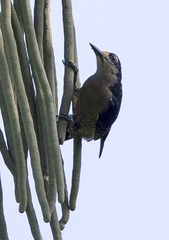 Melanerpes pucherani