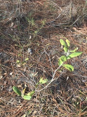 Asimina reticulata