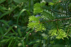 Abies nordmanniana