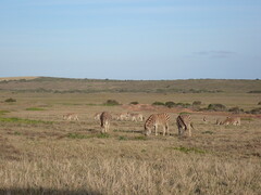 Equus quagga