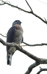 Harpagus bidentatus