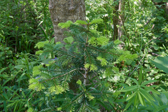Abies nordmanniana