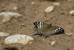 Marpesia merops