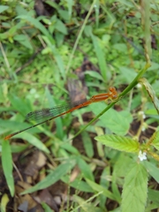 Leptobasis vacillans