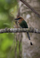 Electron platyrhynchum