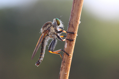 Cophinopoda