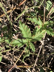 Rubus trivialis