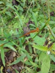 Leptobasis vacillans