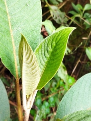 Aegiphila ferruginea