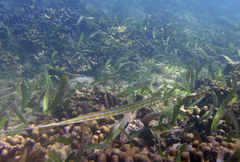 Fistularia tabacaria