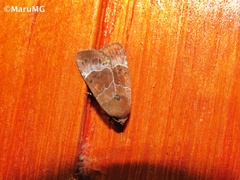 Hampsonodes