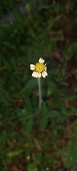 Tridax