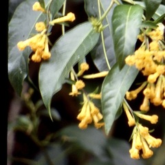 Cestrum aurantiacum