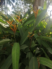 Heliconia