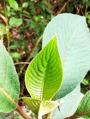 Aegiphila ferruginea