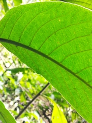 Aegiphila ferruginea