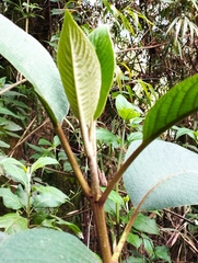 Aegiphila ferruginea