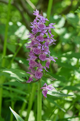 Dactylorhiza