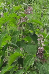 Miconia subcrustulata