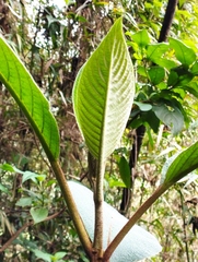 Aegiphila ferruginea