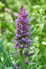 Dactylorhiza