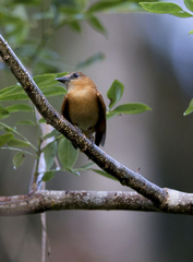Pachyramphus cinnamomeus