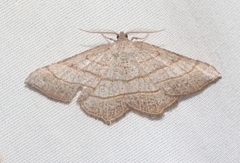 Eumacaria madopata